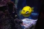Qué ver en Oporto - Parques y Jardines de Oporto - Sealife