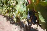Qué hacer en Oporto - Gastronomía de Oporto - Qué beber en Oporto - Vinos del Douro
