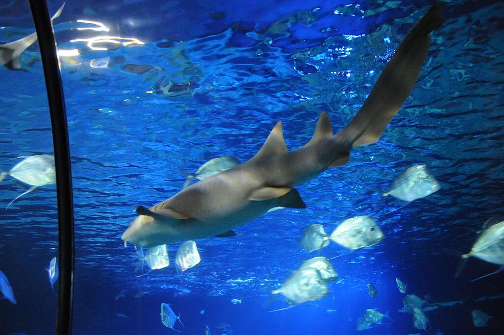 SEA LIFE Porto  Cavalos-Marinhos