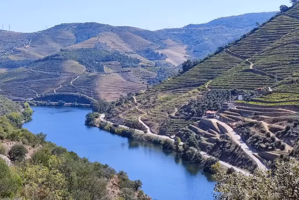 Douro Wines