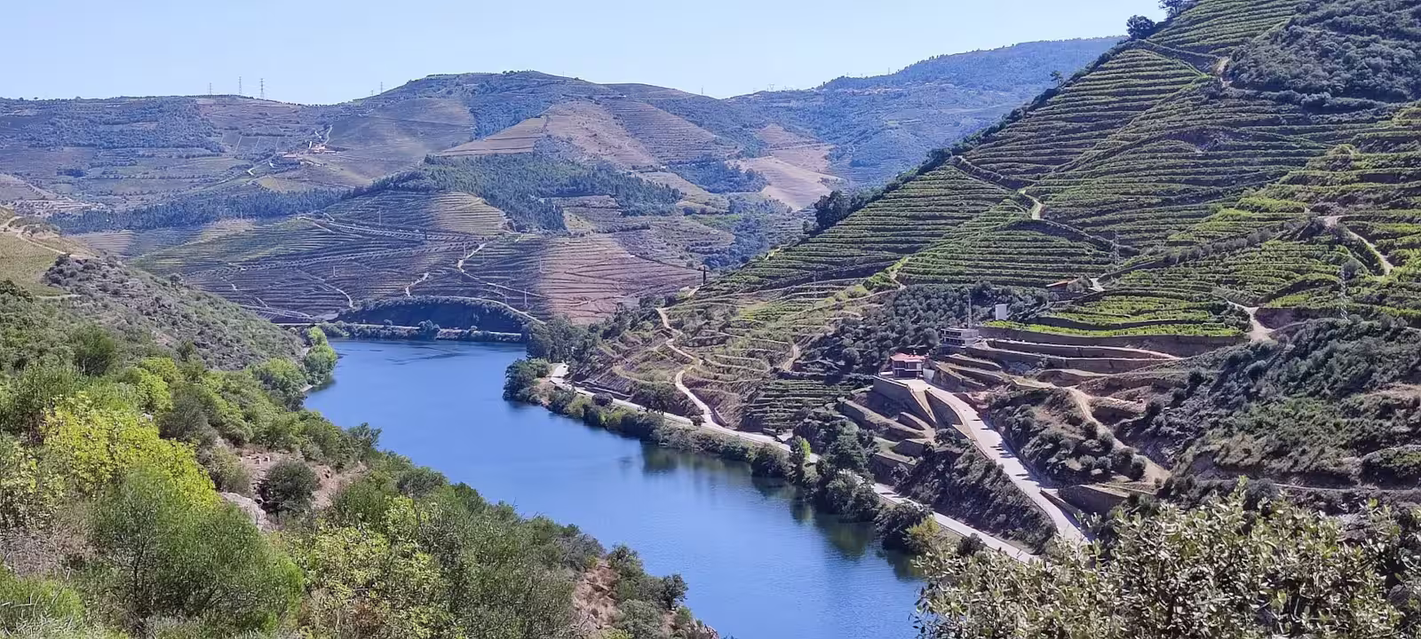 Douro Wines
