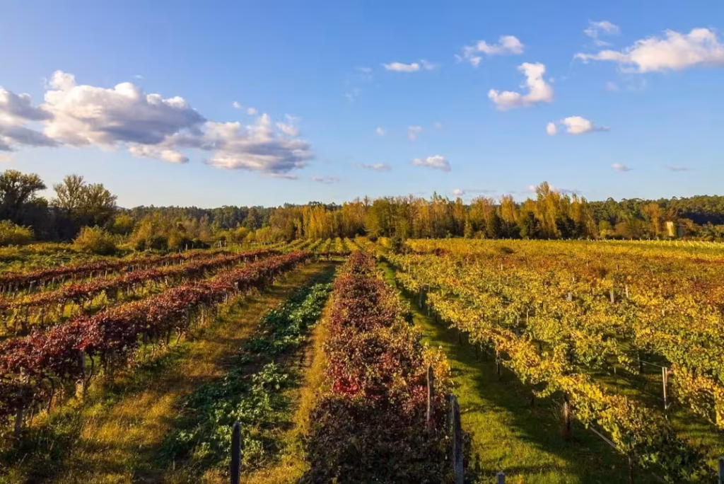 Verde Wine