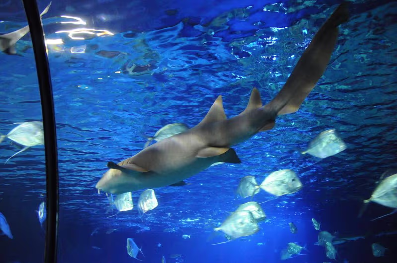 Sealife Porto - Sealife Oporto